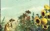 Il libro illustrato del giardino