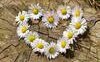 Fiori e piante nella lingua dell'amore, da Cavalcanti a De André