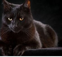 “Il gatto” di Charles Baudelaire: analisi e significato della poesia