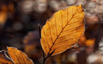 “Ogni bella giornata di novembre”: il carpe diem nella poesia di Patrizia Cavalli