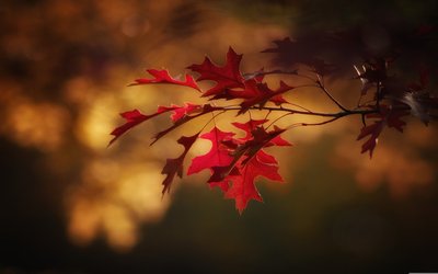 “Autunno” di Salvatore Quasimodo: testo e analisi della poesia