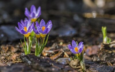 “Che dice la pioggerellina di marzo”: testo e autore della poesia