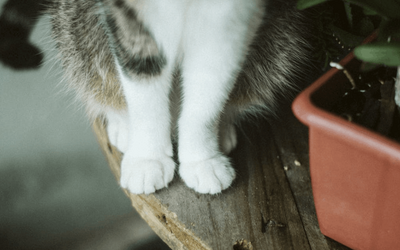 “Il gatto in un appartamento vuoto”, la poesia di Wisława Szymborska sull'assenza e la nostalgia