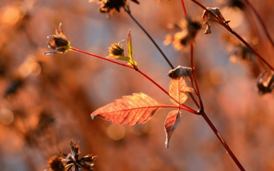 “La vita”: la poesia d'autunno di Antonia Pozzi