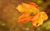 “Sole d'ottobre”: l'elogio dell'istante presente nella poesia di Ada Negri