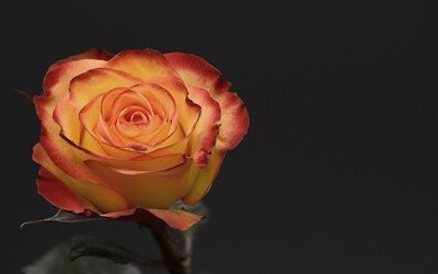 “È questo cuore che batte accanto al mio”: la poesia d'amore di James Joyce dedicata alla moglie Nora