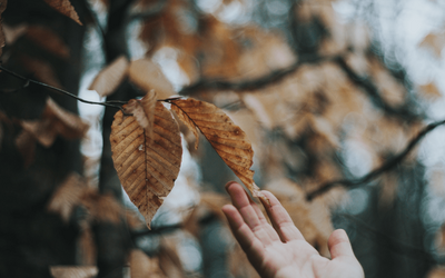 “Il testamento di un albero” di Trilussa: una poesia sul ciclo della vita