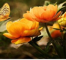 “Maggiolata”: il mese di maggio tra luci e ombre nella poesia di Giosuè Carducci 