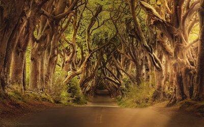 “Vi è un incanto nei boschi senza sentiero” di Lord Byron: una poesia di natura, solitudine e infinito