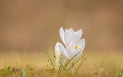 “È dolce primavera”: l'inno alla primavera di Virgilio contenuto nelle Georgiche