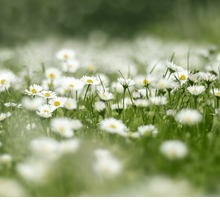 “Prato”, la poesia di Giuseppe Ungaretti sulla rinascita a primavera