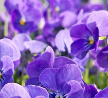 “Filastrocca di primavera” di Gianni Rodari: un invito a osservare il risveglio della natura 