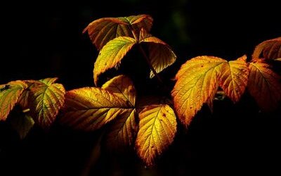 “Fall, Leaves, Fall”: la poesia autunnale di Emily Brontë