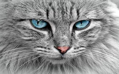 La gatta: testo e analisi della poesia di Umberto Saba 