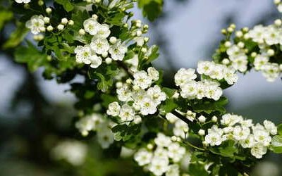 “Il biancospino”, la poesia di Umberto Saba sul risveglio della primavera