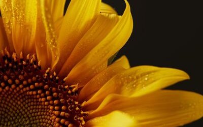 “Portami il girasole”: la poesia di Eugenio Montale che è presagio di Clizia