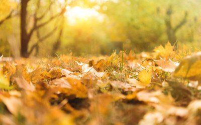 “Foglie gialle” di Trilussa: una malinconica filastrocca d'autunno