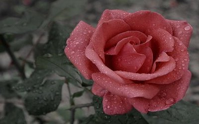 “Primavera” di Nazim Hikmet: analisi della poesia e un evento speciale dedicato al poeta