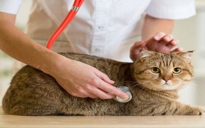 Test Veterinaria 2018: libri per prepararsi e a cosa fare attenzione
