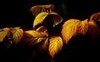 “Fall, Leaves, Fall”: la poesia autunnale di Emily Brontë