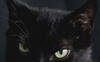 La logica del gatto