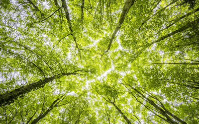 Le parole per indicare il bosco nella lingua latina