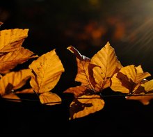 “Ottobre”: la poesia di vita di Robert Frost 