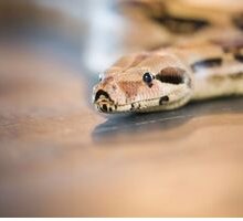 “Il serpente che danza” di Charles Baudelaire: significato e analisi della poesia