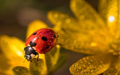 “D'estate”: l'idillio della natura nella poesia di Giovanni Pascoli