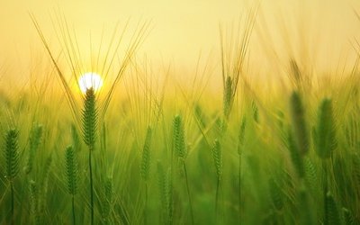 “Giorno per giorno”: la poesia di Giuseppe Ungaretti dedicata alla memoria del figlio