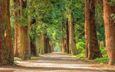 “Cedi la strada agli alberi”: la poesia da leggere nella Giornata Mondiale della Terra