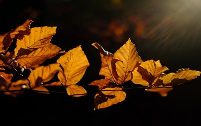 “Ottobre”: la poesia di vita di Robert Frost 