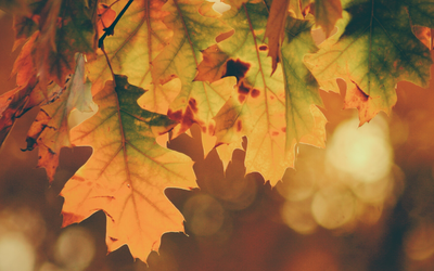 Si sta come d'autunno sugli alberi le foglie: analisi e parafrasi di “Soldati” di Ungaretti