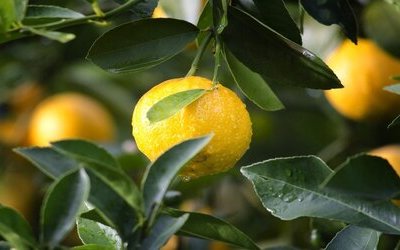 “I limoni” di Eugenio Montale: testo e analisi della poesia 