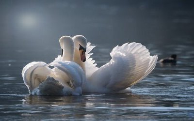 “I cigni selvatici a Coole”: la riflessione sul tempo in una poesia di William Butler Yeats
