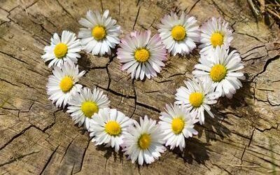 Fiori e piante nella lingua dell'amore, da Cavalcanti a De André