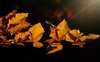 “Ottobre”: la poesia di vita di Robert Frost 