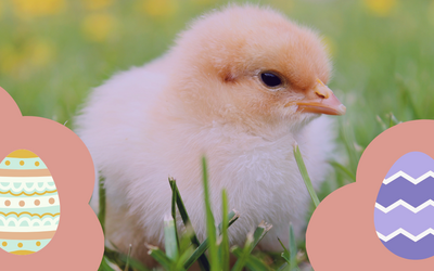 “Dall'uovo di Pasqua”: la poesia-augurio che invita alla pace