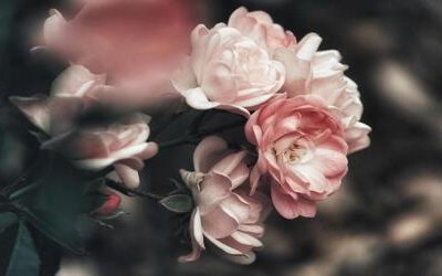 “Non amo che le rose che non colsi”: da quale poesia di Guido Gozzano è tratto il celebre verso