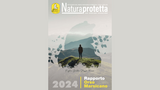 Il Rapporto Orso Marsicano 2024: cos'è e dove leggerlo