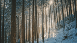 “Sonetto d'inverno”: la poesia di Ada Negri sull'amore che scalda il cuore