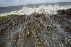 Mare mare. Les cahiers du Troskij Cafè
